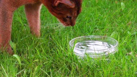 Cat drinking water from a bowl on the grass. Slow motion