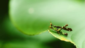 Meadow Grasshopper sits on green leaf.