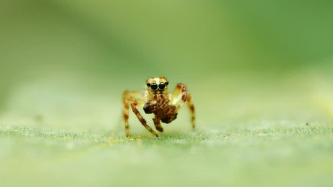 Jumping spider in action (eating) on green leaf.