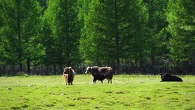 Jargal Jiguur/Mongolia - June 17, 2018: Landscape of grassland with Yak, horses in Inner Mongolia.

