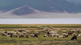 Terkhiin Tsagaan/Mongolia - June 17, 2018: Landscape of grassland with Yak, horses, sheep,... in Inner Mongolia.
