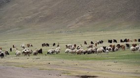 Terkhiin Tsagaan/Mongolia - June 17, 2018: Landscape of grassland with Yak, horses, sheep,... in Inner Mongolia.
