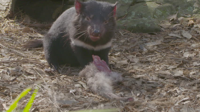 tasmanian devil eating Stock Footage Video (100% Royalty-free