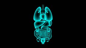 Human Female Organs X-ray set, Stomach infection concept idea red color illustration isolated glow in the dark background, seamless looping animation 4K with copy space