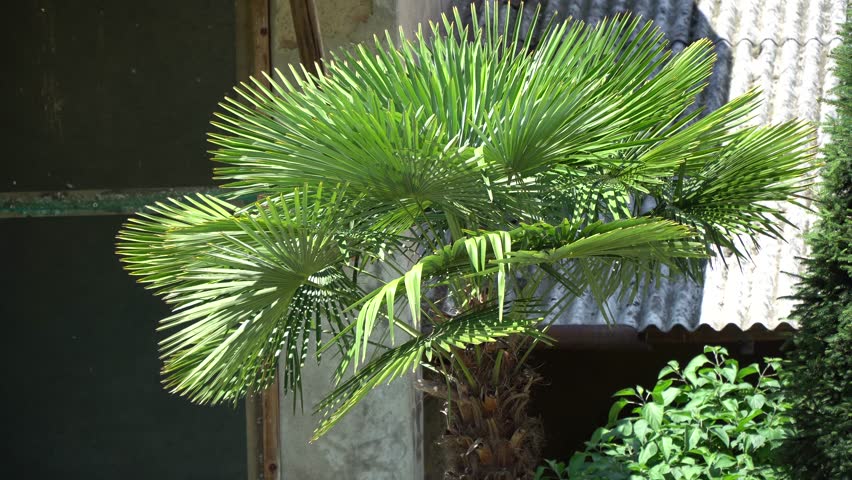 Palm tree leaves on the wind, sunny day, tranquil scene good for meditation