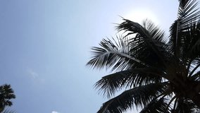 Video texture, blue sky with clouds and palm trees