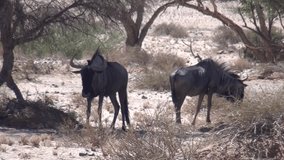 HD video of Wildebeest Gnu antelopes grazing and walking in famous endless sand sea dry riverbed area of Sossusvlei Namib Desert on sunny early morning in Namibia Namib-Naulkuft Park, southern Africa