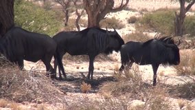 HD video of Wildebeest Gnu antelopes grazing and walking in famous endless sand sea dry riverbed area of Sossusvlei Namib Desert on sunny early morning in Namibia Namib-Naulkuft Park, southern Africa