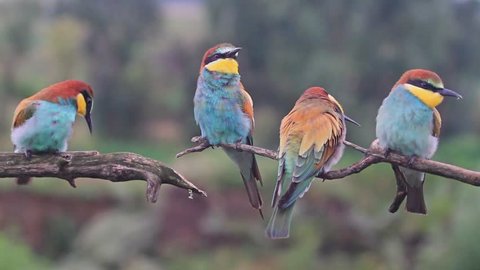 Exotic colored birds sing songs on the branches