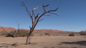 HD quality video of dry riverbed, camel thorn trees, dry grass at sunrise in endless sand sea area of Sossusvlei Namib Desert on sunny early morning in Namib-Naulkuft Park in Namibia, southern Africa
