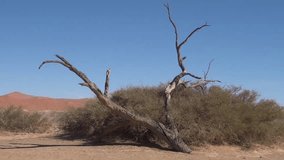 HD quality video of dry riverbed, camel thorn trees, dry grass at sunrise in endless sand sea area of Sossusvlei Namib Desert on sunny early morning in Namib-Naulkuft Park in Namibia, southern Africa