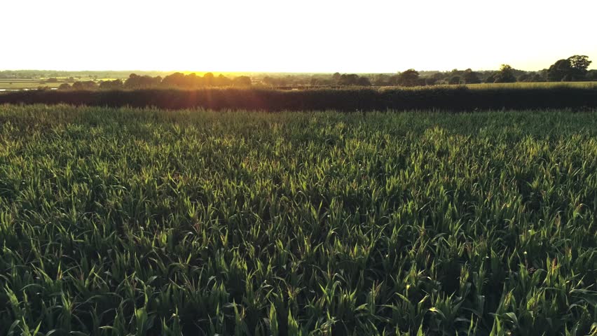 Camera moves sideways, low over green corn field with colourful saturated sunset sun