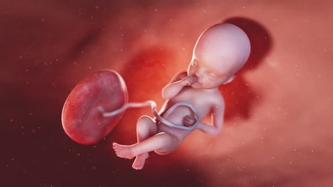 medically accurate 3d illustration of a human fetus week 25