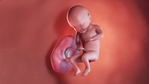 medically accurate 3d illustration of a human fetus week 31