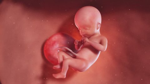 medically accurate 3d illustration of a human fetus week 21