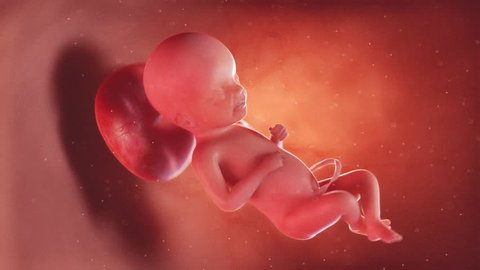 medically accurate 3d illustration of a human fetus week 23