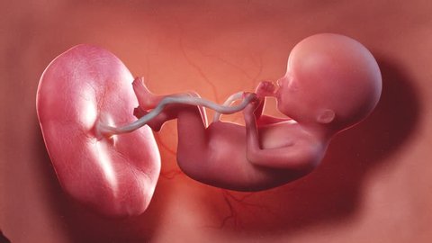 medically accurate 3d illustration of a human fetus week 20
