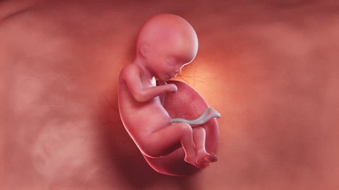 medically accurate 3d illustration of a human fetus week 18