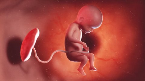 medically accurate 3d illustration of a human fetus week 22