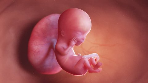 medically accurate 3d illustration of a human fetus week 12