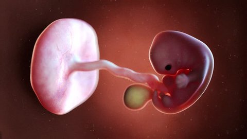 medically accurate 3d illustration of a human fetus week 7