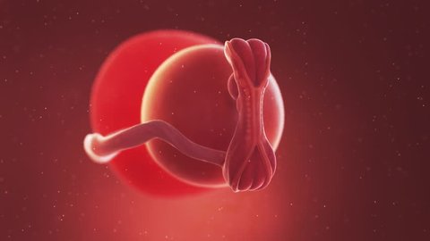 medically accurate 3d illustration of a human fetus week 5