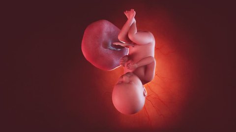 medically accurate 3d illustration of a human fetus week 39