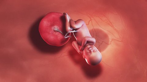 medically accurate 3d illustration of a human fetus week 40