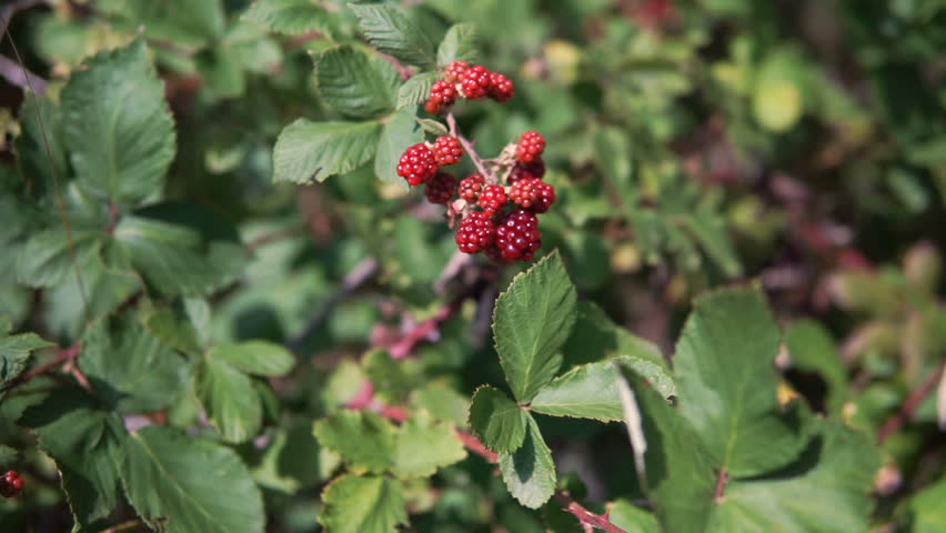 Close up of blackberries on a blackberry bush, on a farm