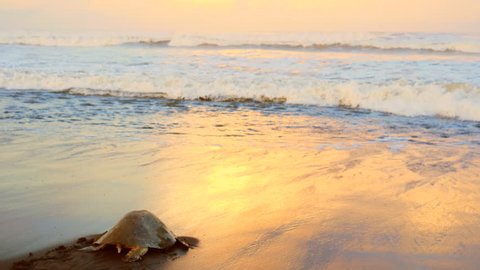 Atlantic ridley sea turtle back to the sea after spawning at sunset. The Kemp's ridley sea turtle is the rarest species of sea turtle and is critically endangered.