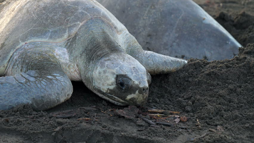 Kemp's Ridley Sea Turtle image - Free stock photo - Public Domain photo ...