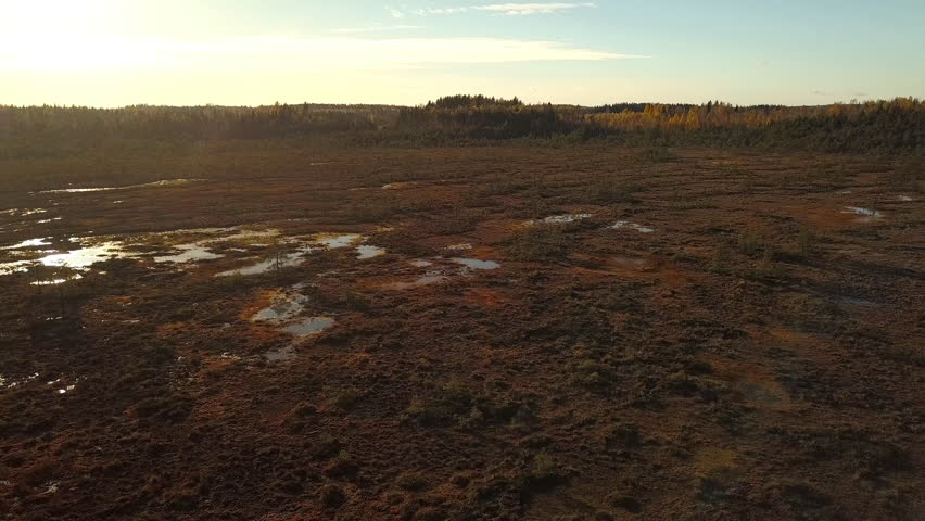 The bog or muddy swamp on the front of the forest taken in an aerial view