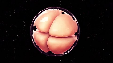 3d rendered medically accurate animation of 4 cell stage embryo