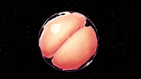 3d rendered medically accurate animation of 2 cell stage embryo