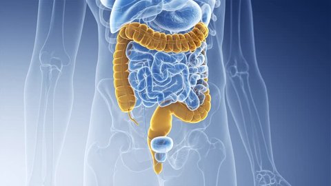 3d rendered medically accurate animation of the colon