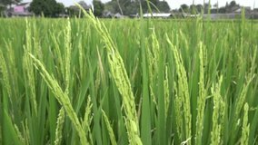 Natural green rice field video. Perfect for background, documentary, youtube, blur, education, presentations, learning videos, biology videos, cinematic videos, etc.