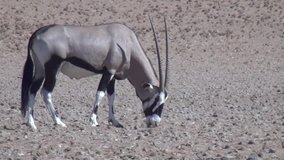 HD high quality video of Gemsbok Oryx antelope grazing and walking in famous endless sand sea area of Sossusvlei Namib Desert on sunny early morning in Namib-Naulkuft Park in Namibia, southern Africa