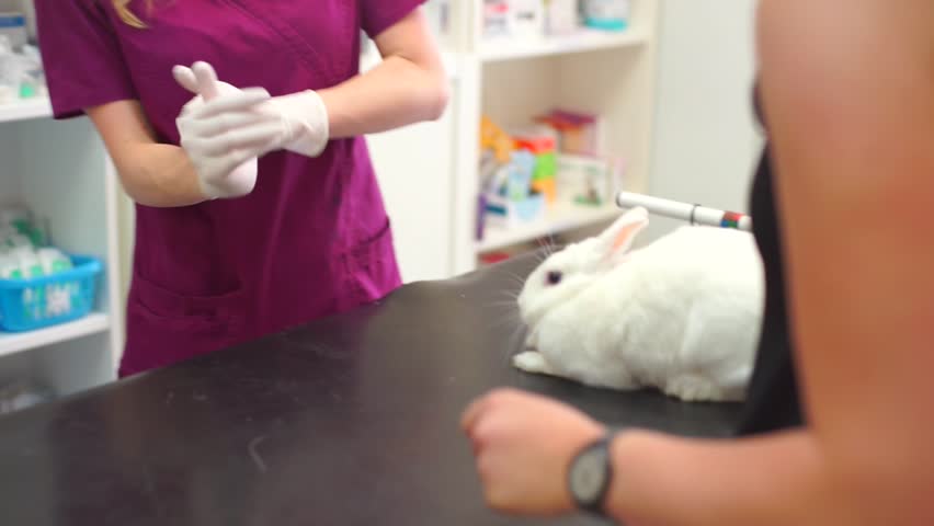 Doctor in gloves touches a patient white rabbit on the table in vet clinic. Pet disease prevention concept. Rabbit to the veterinarian regularly to keep it healthy and prevent infectious diseases. Royalty-Free Stock Footage #1014400400