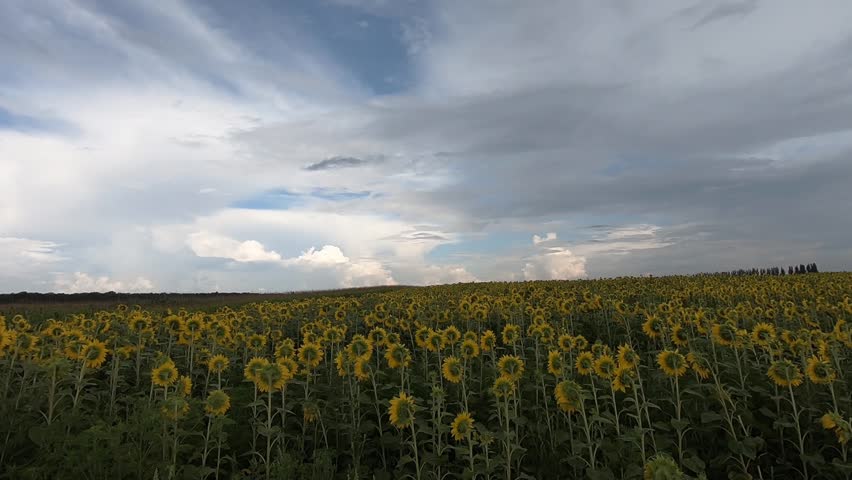 Slow motion. Field with sunflowers against a background of storm clouds