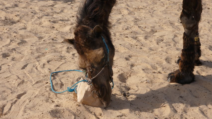 Bedouin camel scrub muzzle about stone on sand in hot desert close up