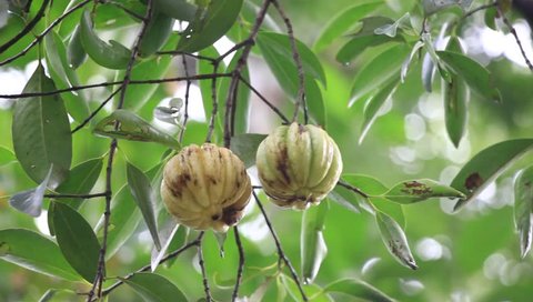Ripening Garcinia Cambogia fruits hanging on branch of tree. Also called malabar tamarind, kudam pulli and pot tamarind; a spice used as condiment in cuisines.