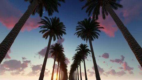 Driving through palm trees at the sunset