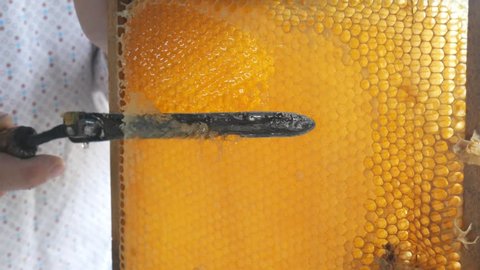 Hand using a knife to clog honeycombs with honey in a frame. Beekeeper Unseal Honeycomb.