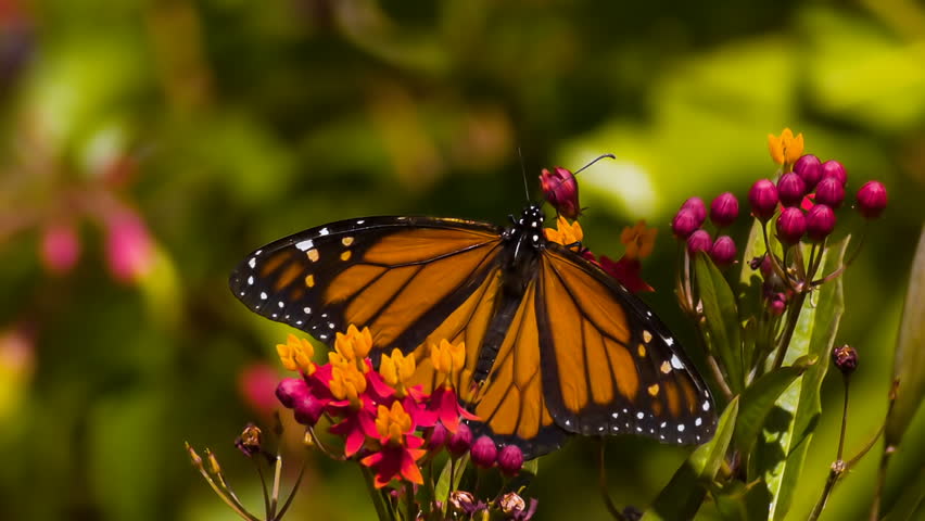 Monarch Butterfly Lifts Slow Motion 1500fps Milkweed Plant