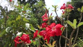 Video of tropical red flowers