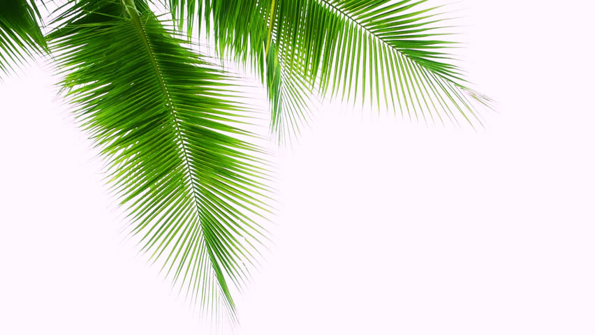 Detail of coconut trees leaf isolated on white background
 Royalty-Free Stock Footage #1014420320