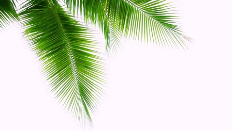 Detail of coconut trees leaf isolated on white background
