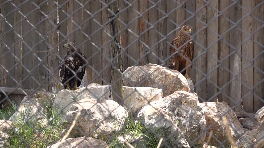 Burdur, Turkey - 8th of July 2018: 4K Visiting the Lisinia wild life rehabilitation center - Injured hawks on rehabilitation in aviaries

