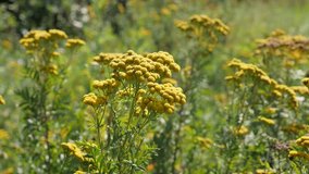 Shallow DOF  tansy Tanacetum vulgare plant in the field close-up 4K video