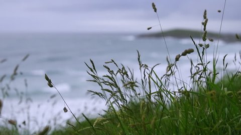 Slow Motion wild grasses swaying on the cliffs above Fistral Beach, Newquay, Cornwall on an overcast June day.